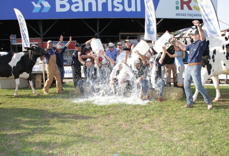 Para o concurso, as vacas são ordenhadas cinco vezes. Foto: JM Alvarenga/Divulgação