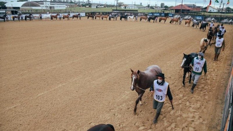 Provas de Cavalos Crioulos. Foto: Fagner Almeida | Divulgação ABCCC