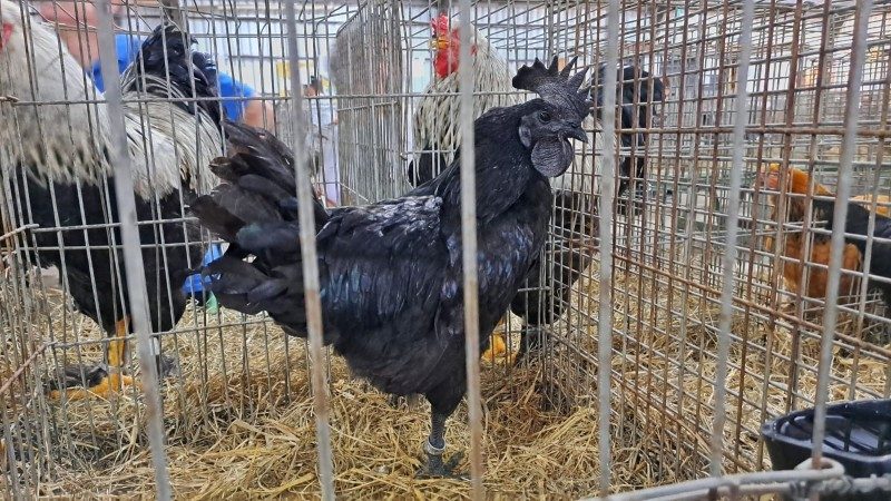 Todo preto, galo da espécie "Ayam Cemani" é uma das atrações exóticas do pavilhão. Foto: Fernando Dias | Seapdr