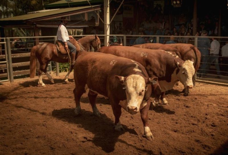 Foto: Duda Linhares/Divulgação