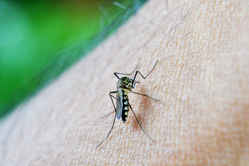 Secretário da Saúde confirma 10 casos de dengue em Camaquã.