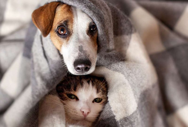 Campanha do agasalho animal arrecada roupas de frio para pets