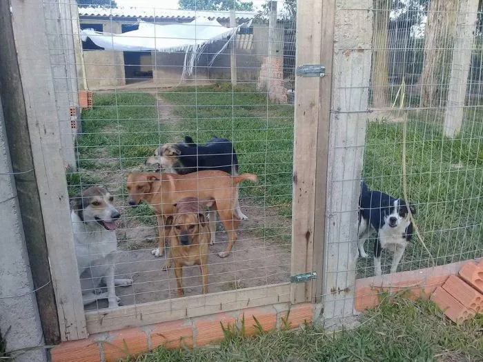 Rifas para comprar ração para a Arca começam a ser vendidas