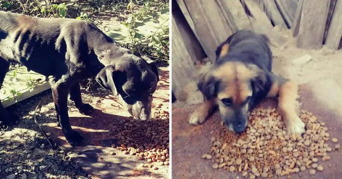 Corpo de Bombeiros Voluntários de Tapes faz resgates de cães abandonados no interior