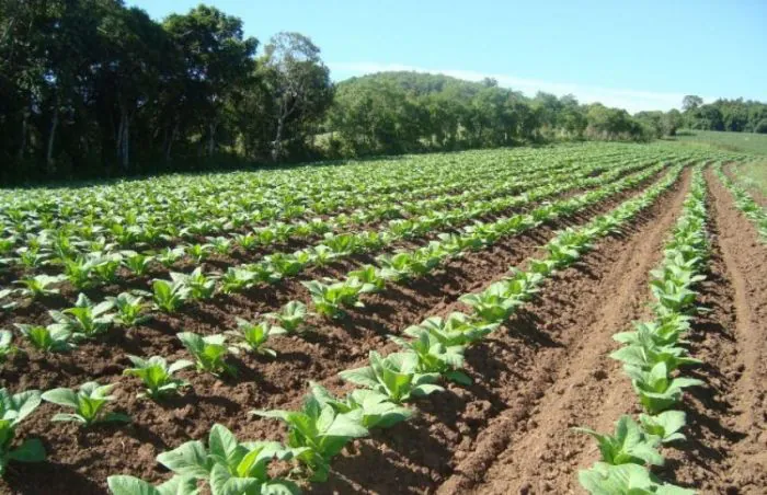 Entidades e fumageiras reúnem-se em Santa Cruz do Sul