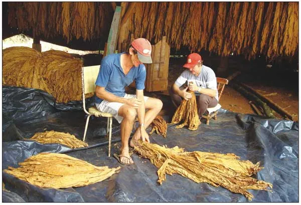 Comissão aprova projeto que cria Dia do Produtor de Tabaco no RS