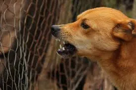 Mulher é atacada por cão no bairro Olaria