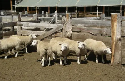 Encruzilhada do Sul: Emater/RS em evento sobre a cadeia produtiva de ovinos