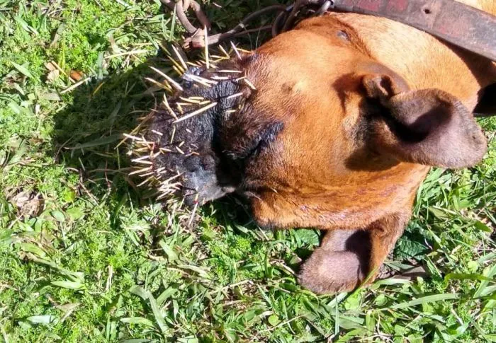 Imagens mostram drama de cão atacado por ouriço no interior de Camaquã