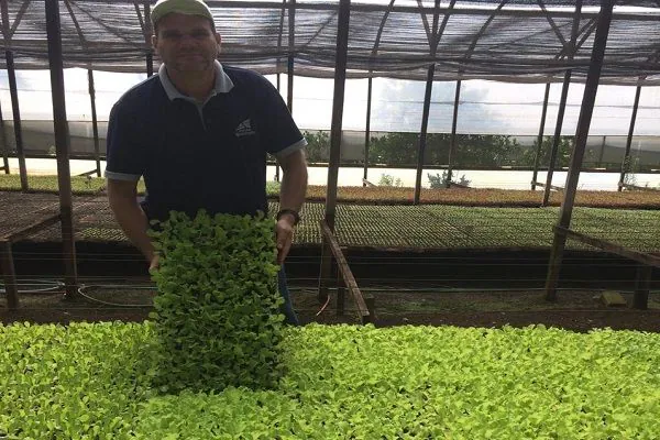 Barão do Triunfo começa a plantar nova variedade de alface