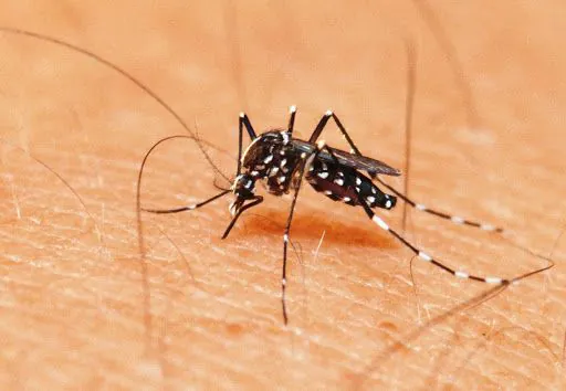 Agentes de Saúde encontram mais dois focos de Aedes Aegypti em Camaquã