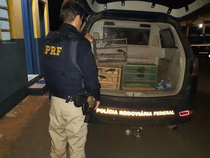 PRF resgata pássaros e prende homem por crime ambiental em Eldorado do Sul