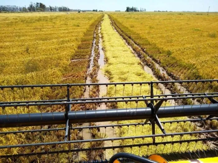 Falta pouco mais de 5% da área para concluir a colheita do arroz no RS