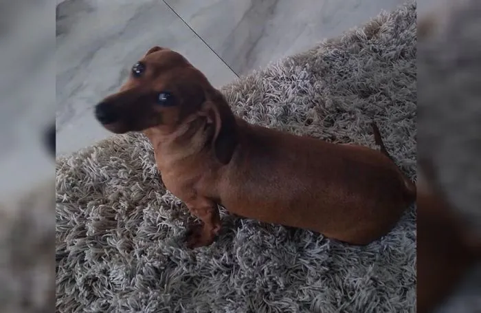 Ajude a encontrar: cadelinha está desaparecida em Camaquã