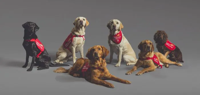 “Cães Detetives” detectam Covid-19 com 90% de precisão em pesquisa Britânica