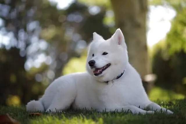 Kishu Inu (ISHU): conheça a nova concorrente da Dogecoin