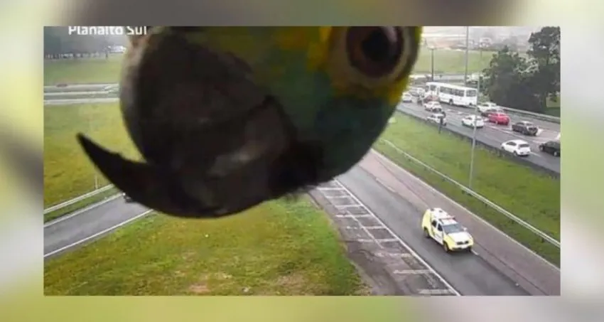 Papagaio curioso: vídeo mostra ave que dá uma “espiadinha” durante monitoramento da BR-116