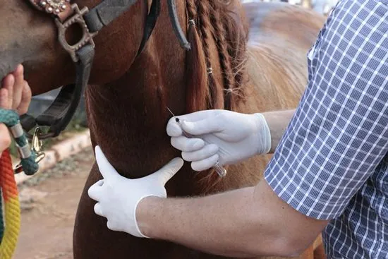 Égua com suspeita de mormo seria do Banhado do Colégio