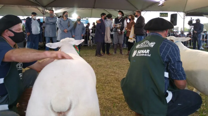 Aumento de participação na Expointer reflete crescimento da ovinocultura