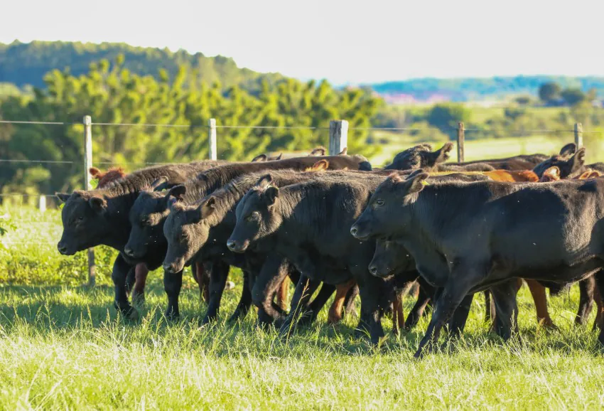 Sustentabilidade pauta participação da SIA no Universo Pecuária