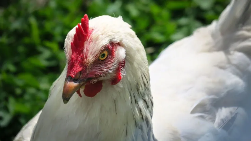 Exportações brasileiras de carne de frango alcançam 514,6 mil toneladas em março
