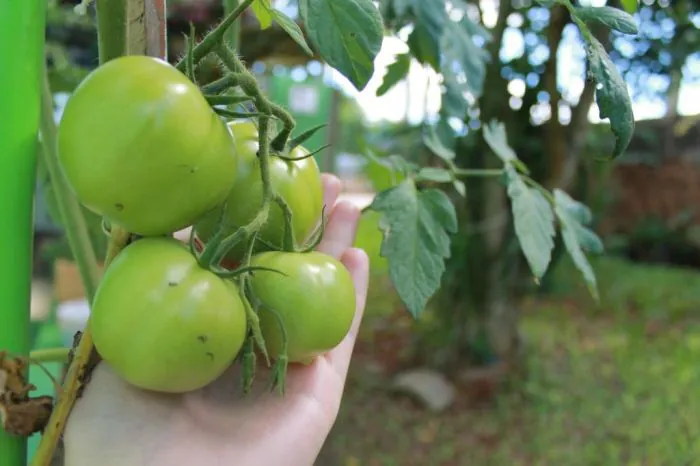Agricultura Orgânica: um negócio que não podemos mais chamar de “alternativo”