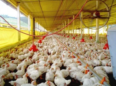 Alta no preço do milho encarece frango