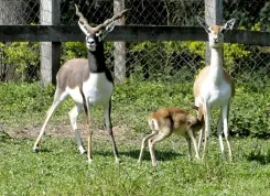 Zoo apresenta filhotes nascidos em Sapucaia do Sul