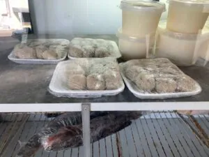 Feira do Peixe acontece nesta quinta-feira (28), em Camaquã