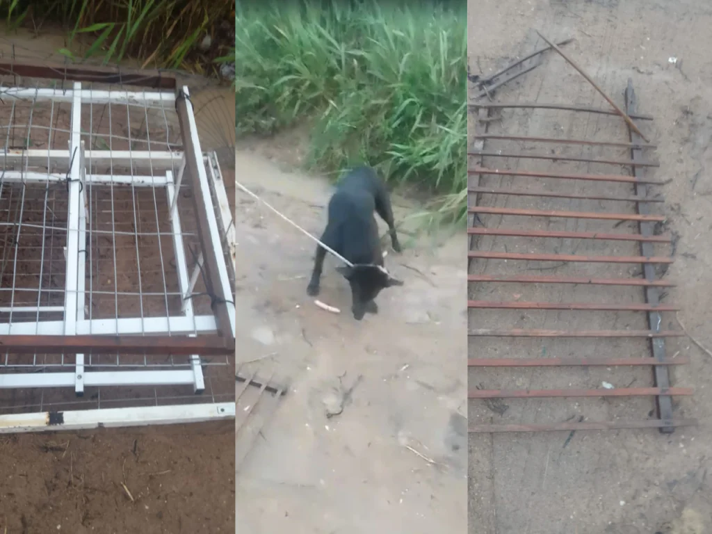 Cão preso em uma gaiola é resgato por voluntários da Arca