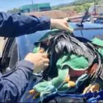 PRF flagra homem transportando 15 galos de rinha em Bagé