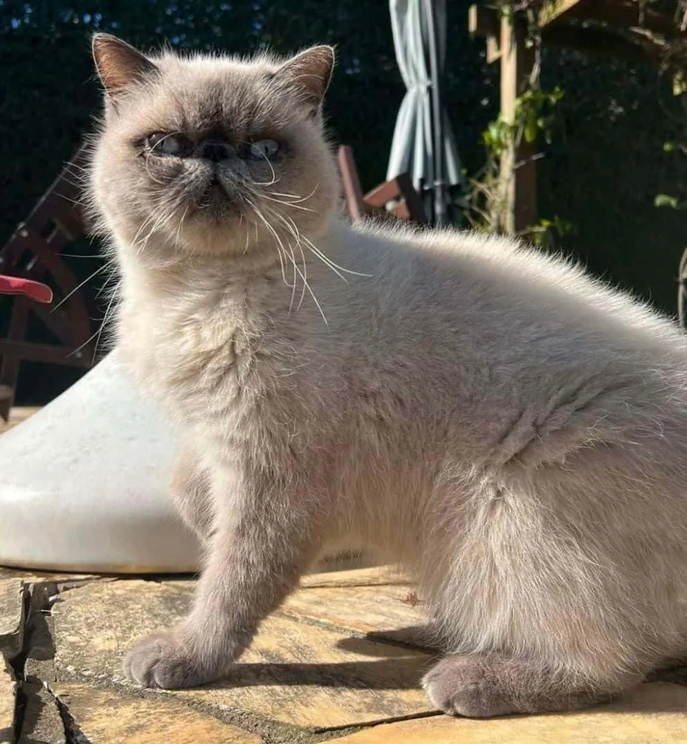 Família procura por gato desaparecido em Camaquã. Foto: Divulgação