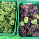 Mais de uma tonelada de uvas são comercializadas na VI Mostra da Viticultura de Camaquã