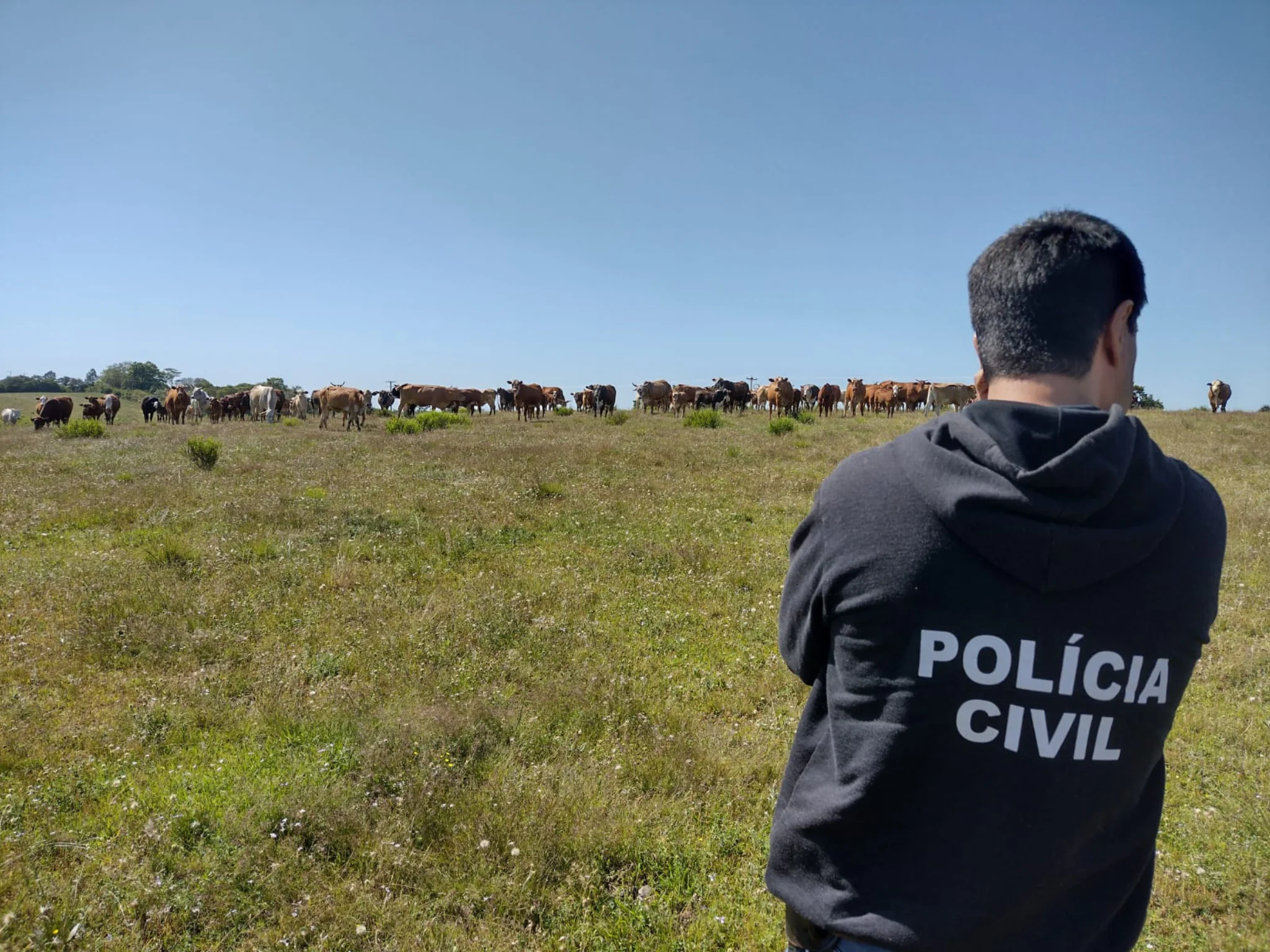 Decrab Camaquã desmantela operação contra fraude na venda de gado