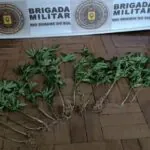 Mulher é detida por cultivar pés de maconha em Encruzilhada do Sul