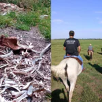 Funcionário forja furto para justificar a morte de 86 cabeças de gado em Arambaré. Foto: Divulgação | PC