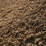 Colheita do arroz avança no Rio Grande do Sul mas preços preocupam produtores