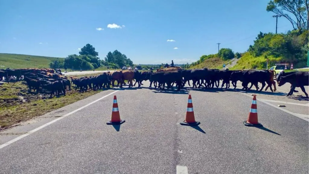 Travessia de gado interrompe a BR-116 em São Lourenço do Sul