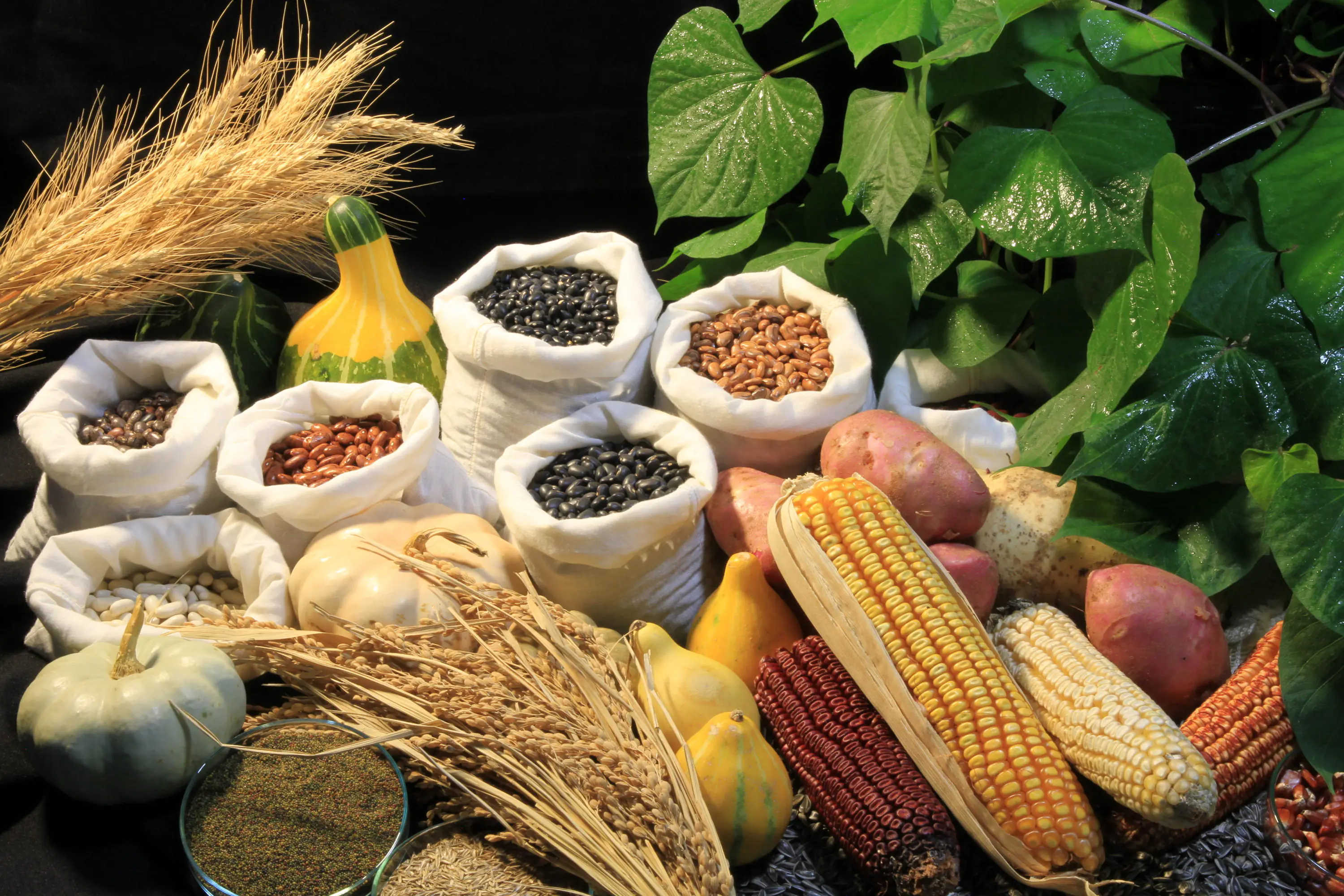 Conab capacita agricultores familiares sobre aquisição e distribuição de sementes pelo PAA