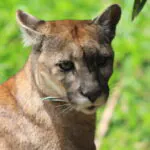 Homem fica ferido após ataque de puma no RS