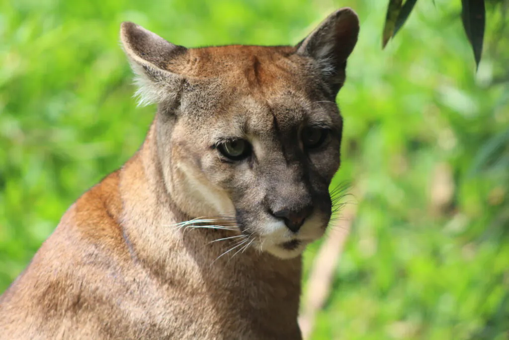 Homem fica ferido após ataque de puma no RS