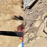 Animais de rua são encontrados com lacres nos testículos em Dom Feliciano