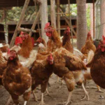 Influenza aviária no RS: confirmado primeiro caso em granja no Vale do Caí