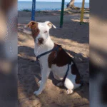 Família busca por cachorro desaparecido em Arambaré