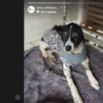 Arca realiza campanha solidária para arrecadar cobertores para animais resgatados em Camaquã