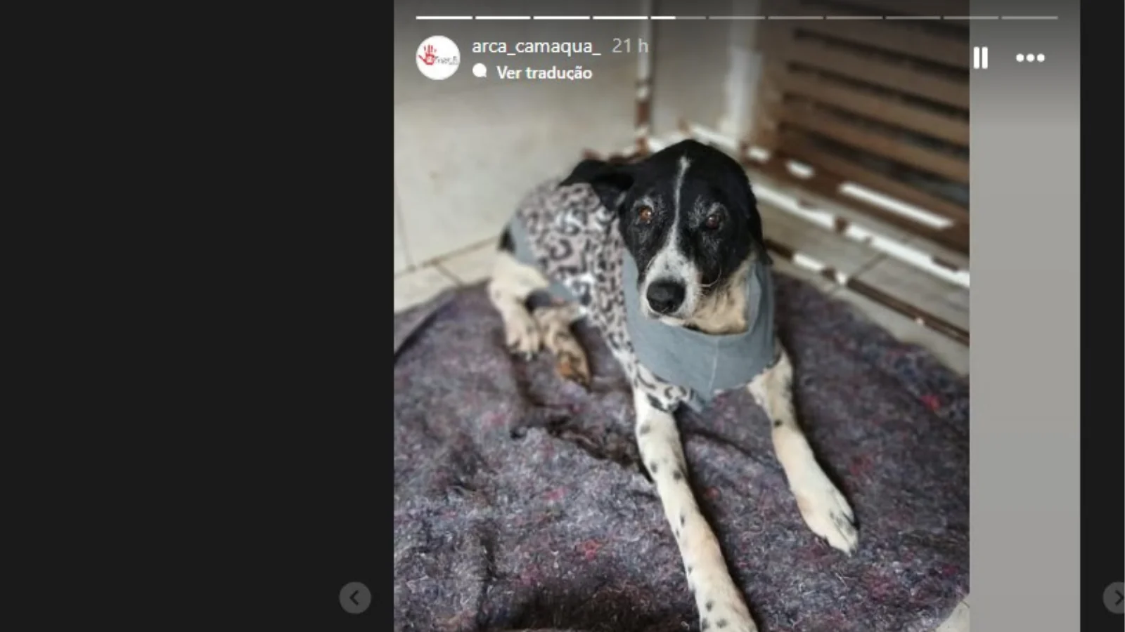 Arca realiza campanha solidária para arrecadar cobertores para animais resgatados em Camaquã