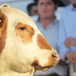 Fenagen Promebo 2025: Inovação e Tecnologia na Avaliação Genética de Bovinos