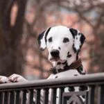 Aprovada proibição de tatuagens e piercings em cães e gatos