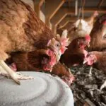 Crise sanitária da influenza aviária em Montenegro: secretário da agricultura detalha ações e impactos no RS