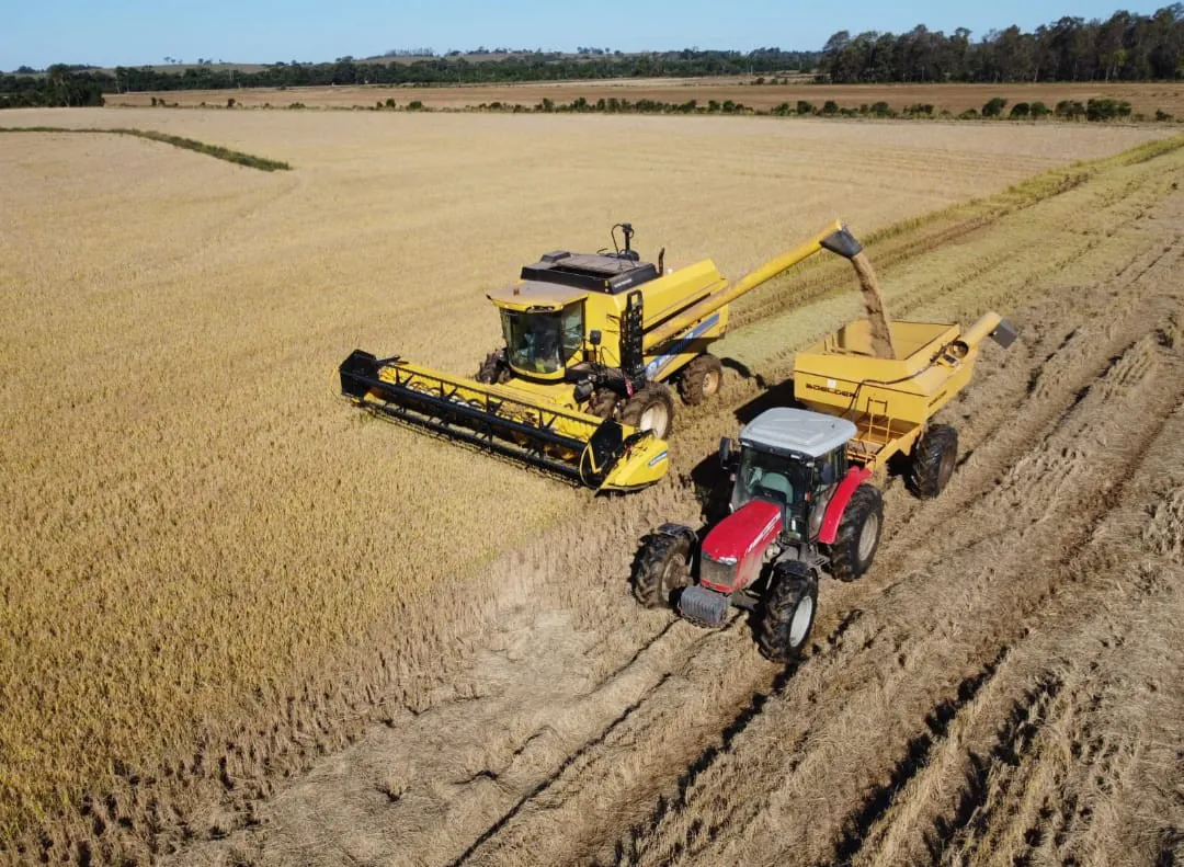 Camaquã está entre os 10 maiores produtores de arroz do estado, segundo o Irga